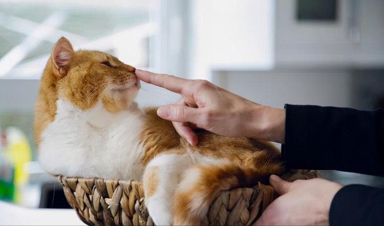 哭诉！原来养猫会引起这些病不敢再养了！