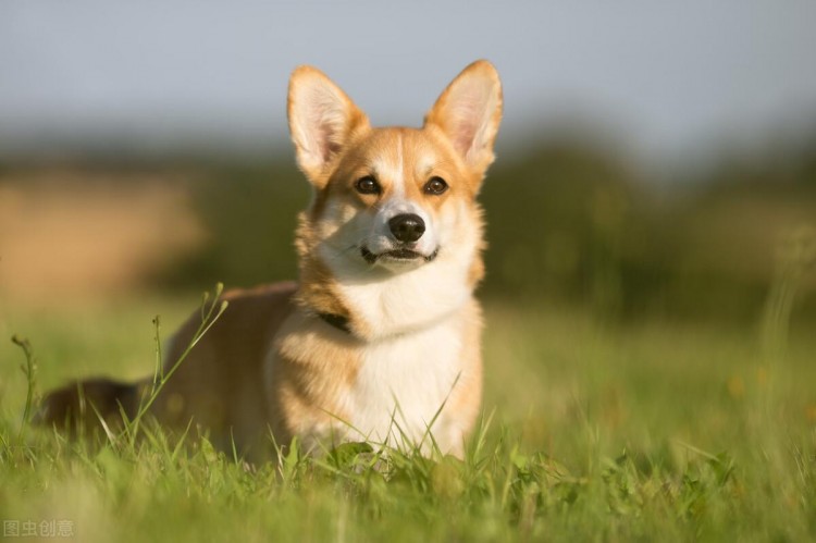 分享一个柯基犬从珠海航空托运到大连的案例