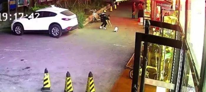 老人爱犬被误当流浪犬抱走报警后得知：不栓绳就是流浪狗！