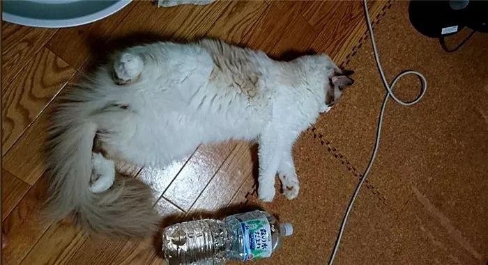 主人用饮料瓶对比爱猫身材才知肥猫体重超标决定为猫控制体型