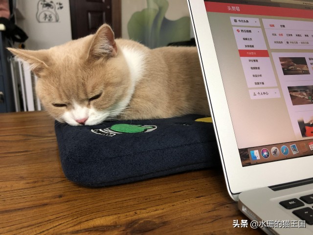 我有一只黏人的猫专业盯梢一百年的猫