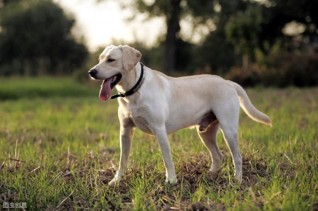 介绍犬种科普 拉布拉多犬