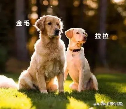 金毛犬VS拉布拉多犬，只能二选一，你觉得哪种更好饲养？