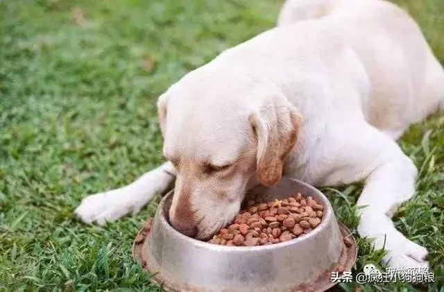 拉布拉多犬的缺点很多但仍然有很多人养它