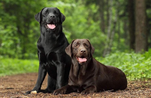 拉布拉多犬瘦的“皮包骨”，6招让它胖起来！