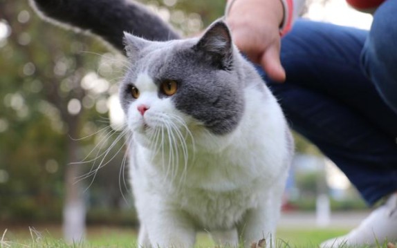 英短猫宝藏猫粮分享｜养猫种草指南