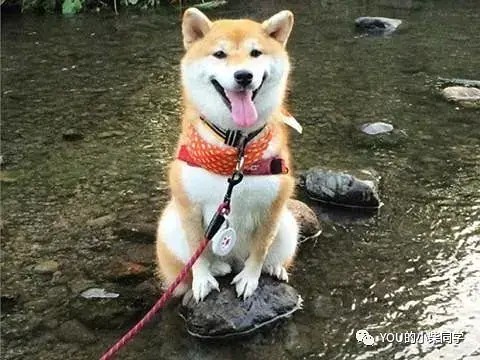 如何训练柴犬最听话 学习时间到