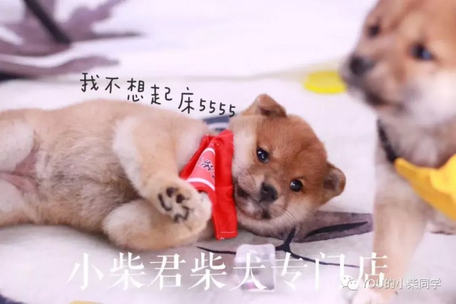 柴犬幼犬怎么看纯不纯如何挑选柴犬