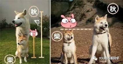 柴犬和秋田犬到底有什么区别！！