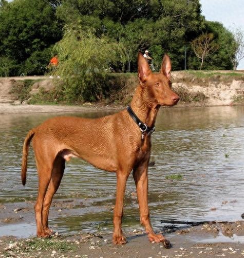 马耳他国兽一法老王猎犬据说很贵呢