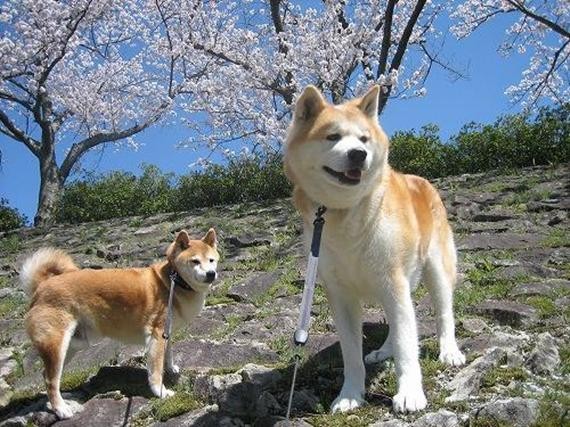 秋田柴犬傻傻分不清楚它们俩有何不同之处呢