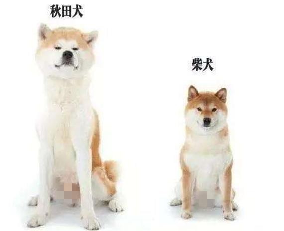 秋田柴犬傻傻分不清楚它们俩有何不同之处呢