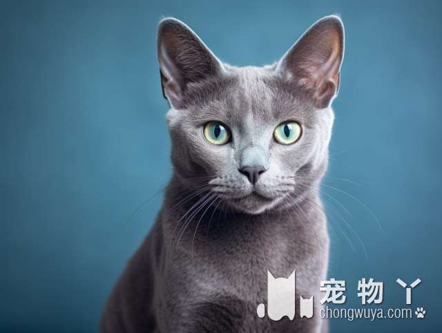 上海小猫来了猫舍：想知道如何让猫猫快速适应新家？