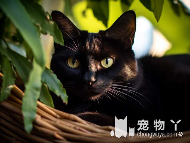 北京萌物社犬舍猫舍有新猫猫了吗？我想领养!