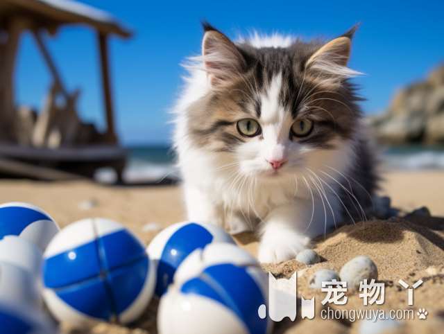 北京三萌猫舍，猫猫品种齐全，值得信赖吗?